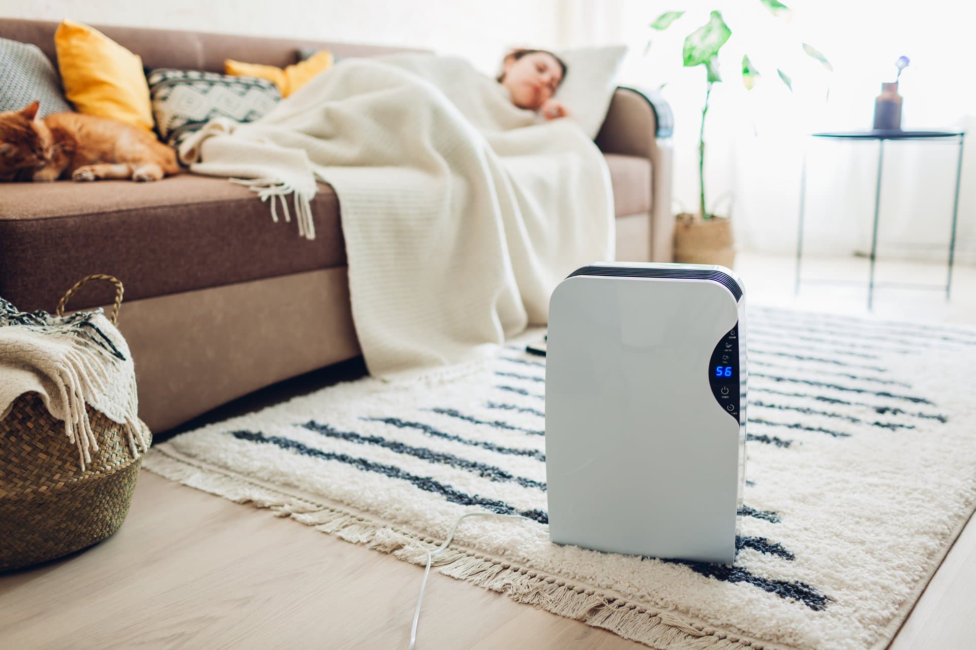 Are Whole-Room Dehumidifiers Worth It? An Honest Cost-and-Benefit Breakdown