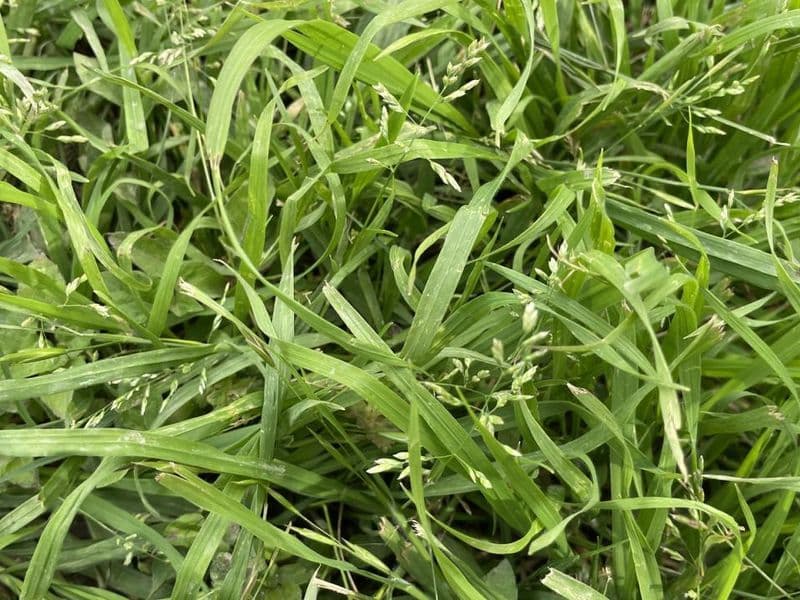 A freshly mowed, lush green suburban lawn on a sunny morning