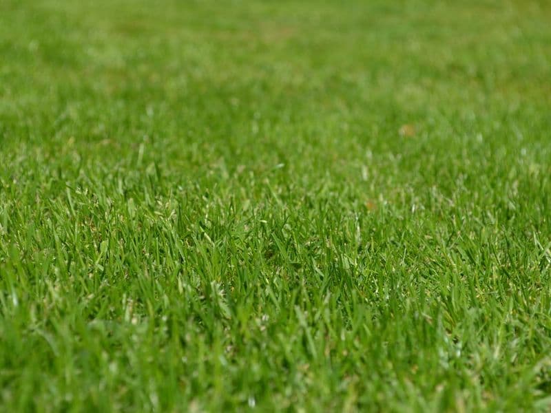 A freshly mowed lush green suburban backyard lawn in summer